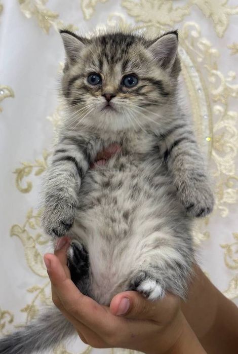 Mushukchalar sotiladi