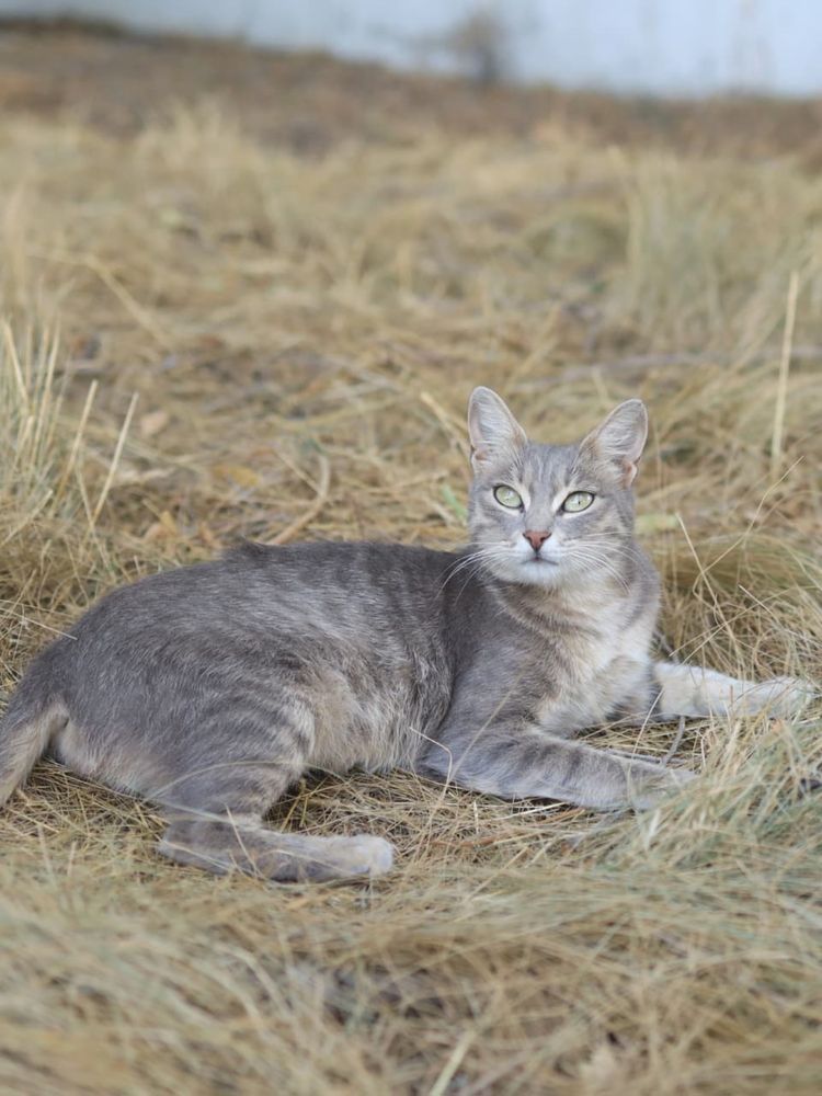 Кошка в добрые руки