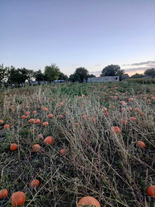 Vand bostani de placinta si animale