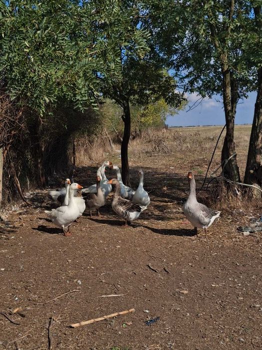 Vând gâște matcă