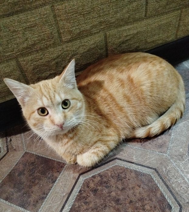 Котенок рыжик, подросток.Примерный возраст 5-6 мес,в лоток ходит