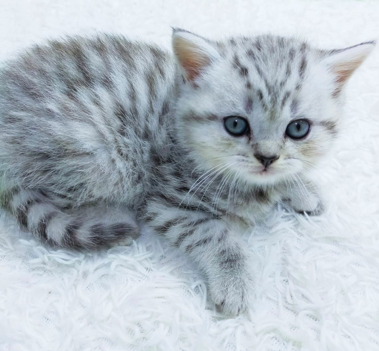 Британские котята