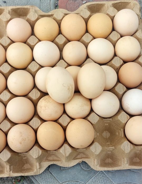 Домашнее яйцо куриное.