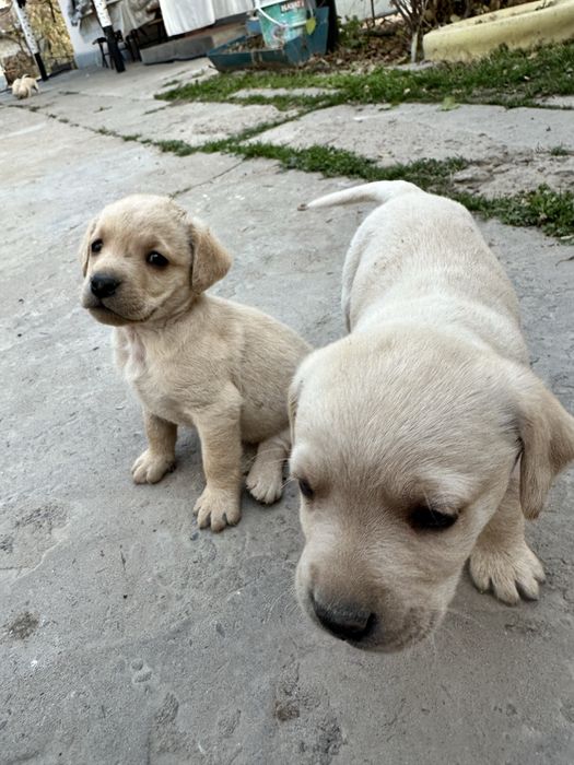Продаем лабрадоров щенков