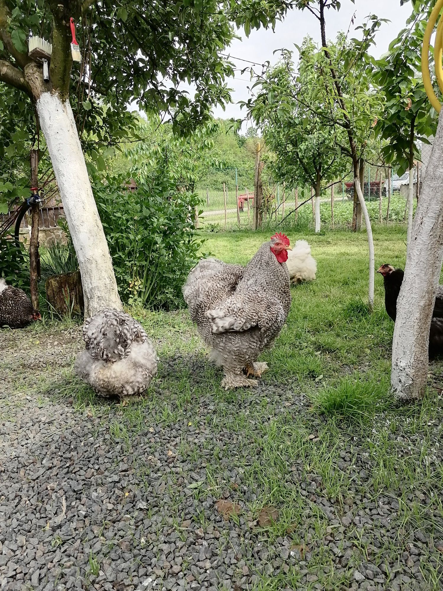 Vând păsări din matca din rasa Cochinchina Uriaș Barat negru alb și po