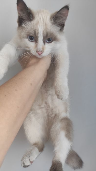 Отдам котенка девочка