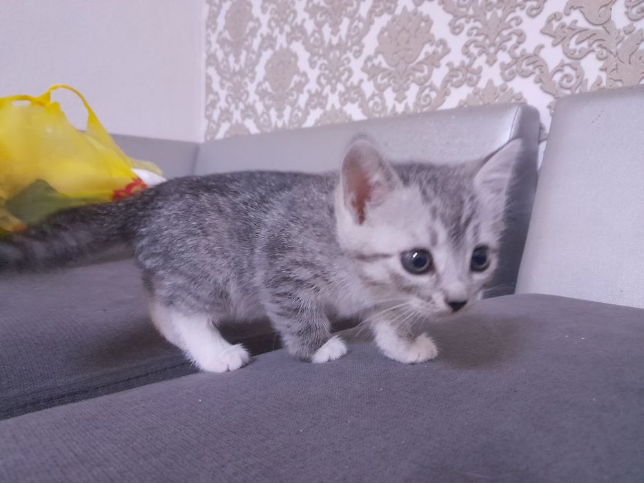 Продаётся котята