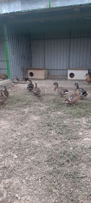 Fazani ,rațe si gâste