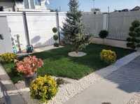 Cupressus leylandii 1.5m - 4m și gazon rulou sport, calitate premium!