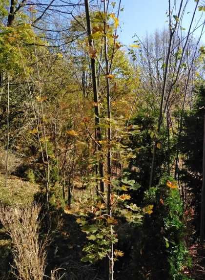 Arbori de Umbrire & Aliniament: Platan și Tei de Vanzare