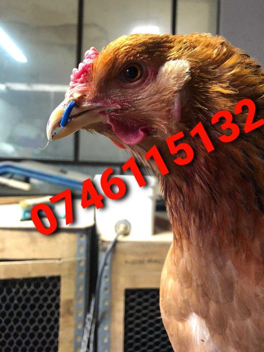 Gaini Fazani Pasari Cocosi Pauni-Alternativa Ochelari-Anti Lupte - GXL