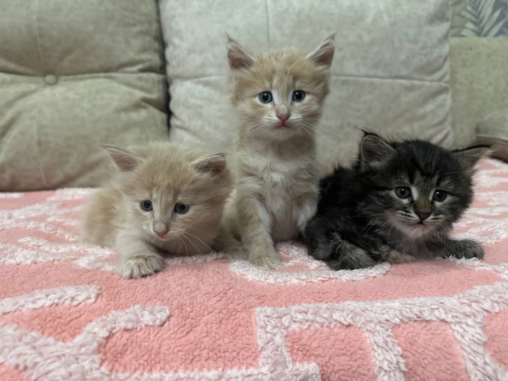 Котята  1,5 месяца