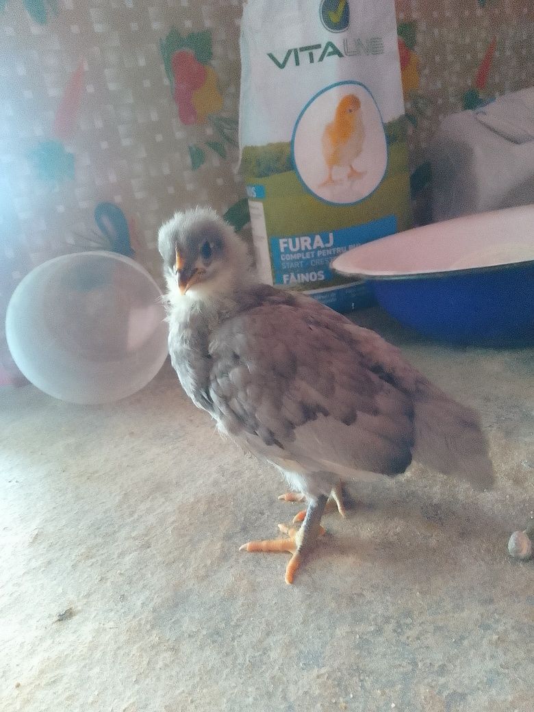 Ouă pentru incubat ,, australorp negru și albastru,,