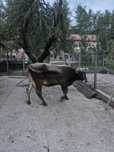 Vaca cu lapte de vanzare