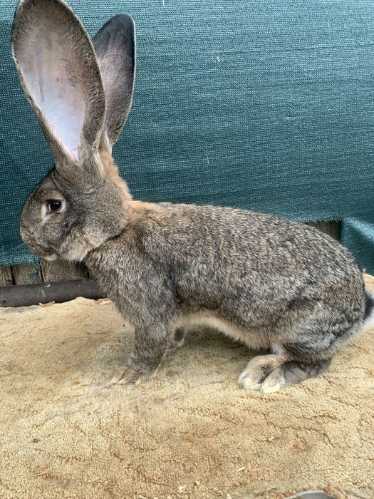 Vand urias german gri