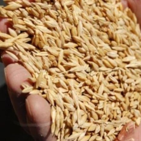 Очистка на семена ячменя, пшеницы, сои на ОВС-25