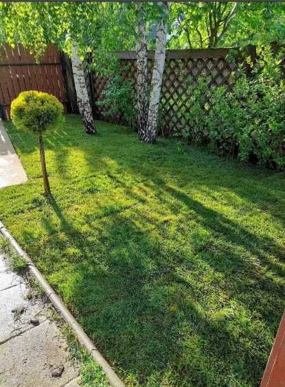 Gazon Rulou Sisteme de irigatii Tuia