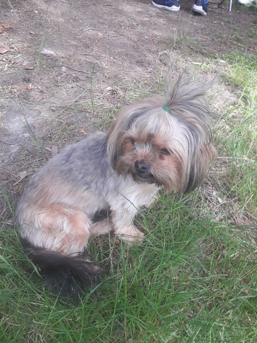 Йорки 2 броя продавам!!