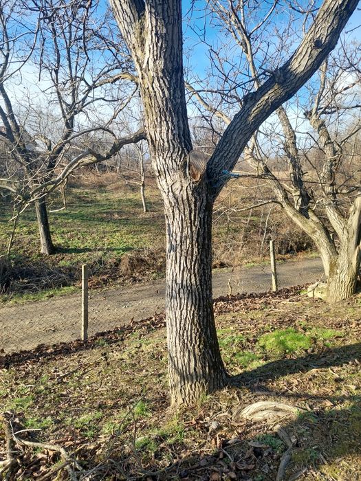 Trunchi de nuc de vanzare