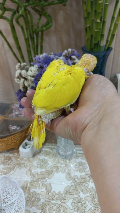 Продаются птенцы Ожирелового попугая.