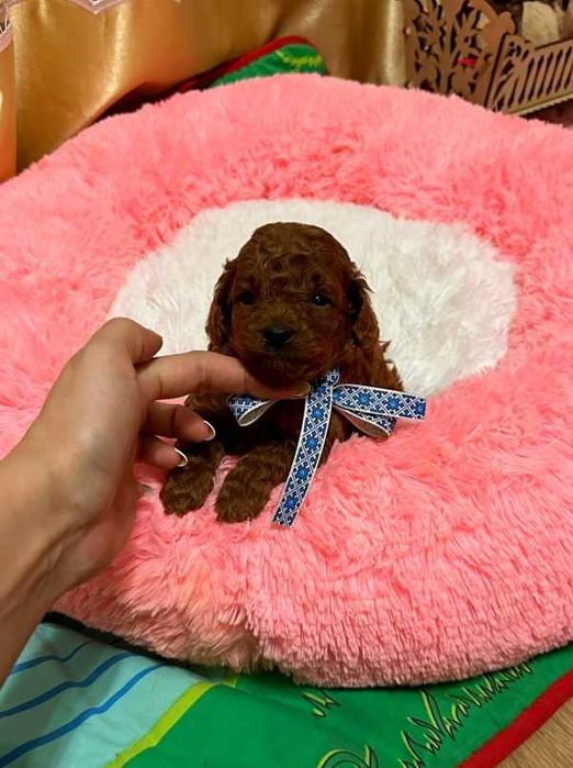 Pudel red talie mini de vanzare,deosebit de frumos/transport