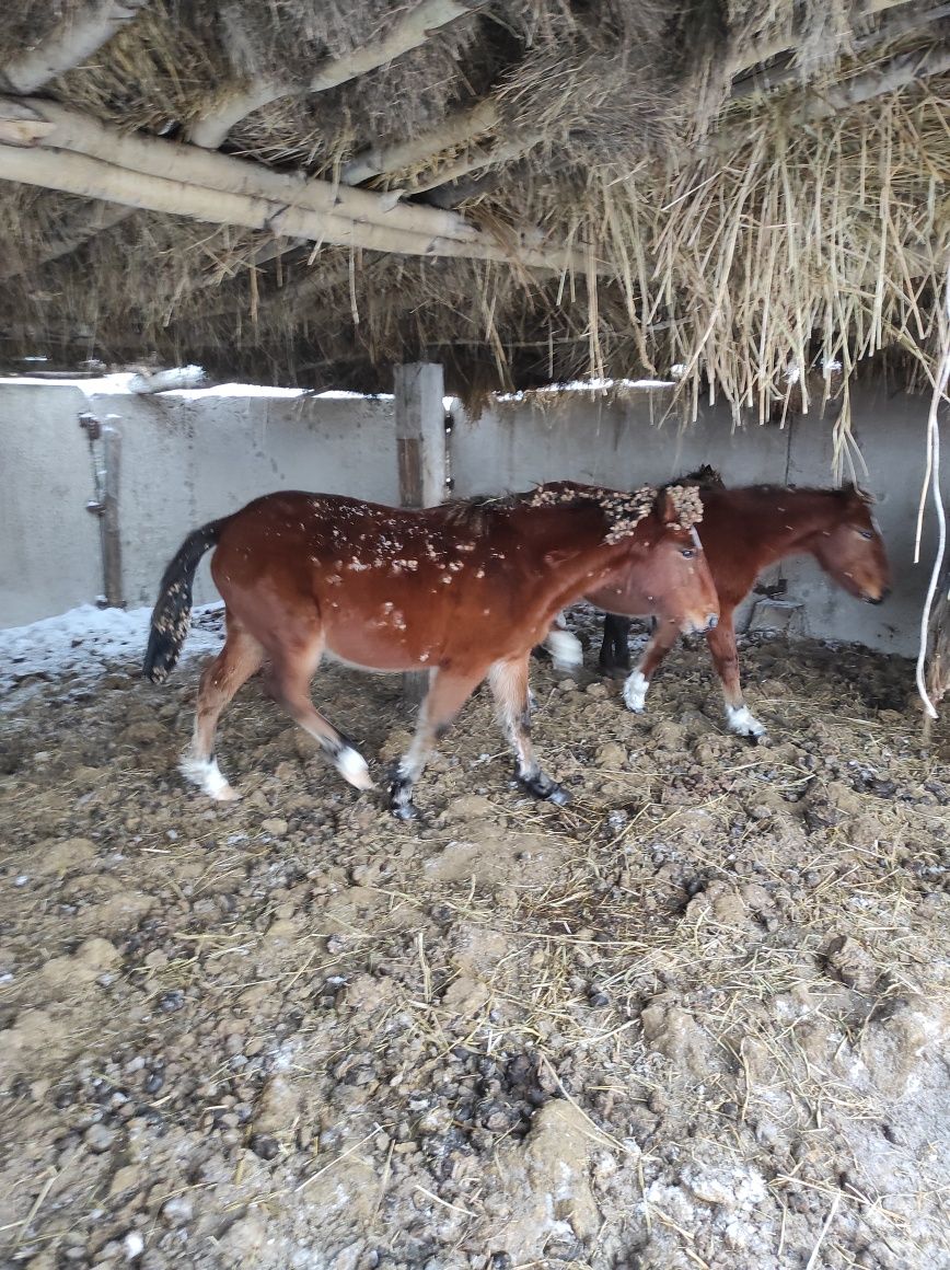 Продам лошадь, упитанную