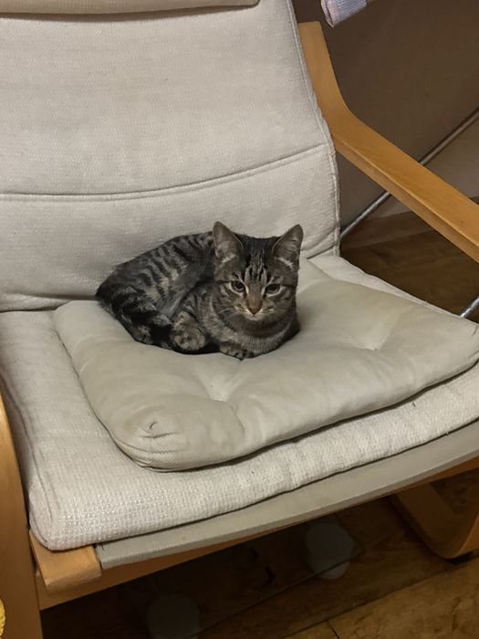 Отдаю бесплатно котёнка в добрые руки