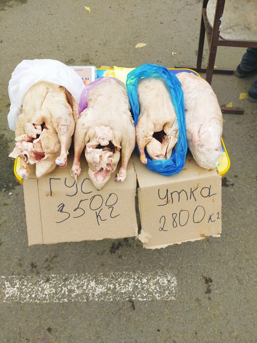 Уйдин Каз үйрек сатылады