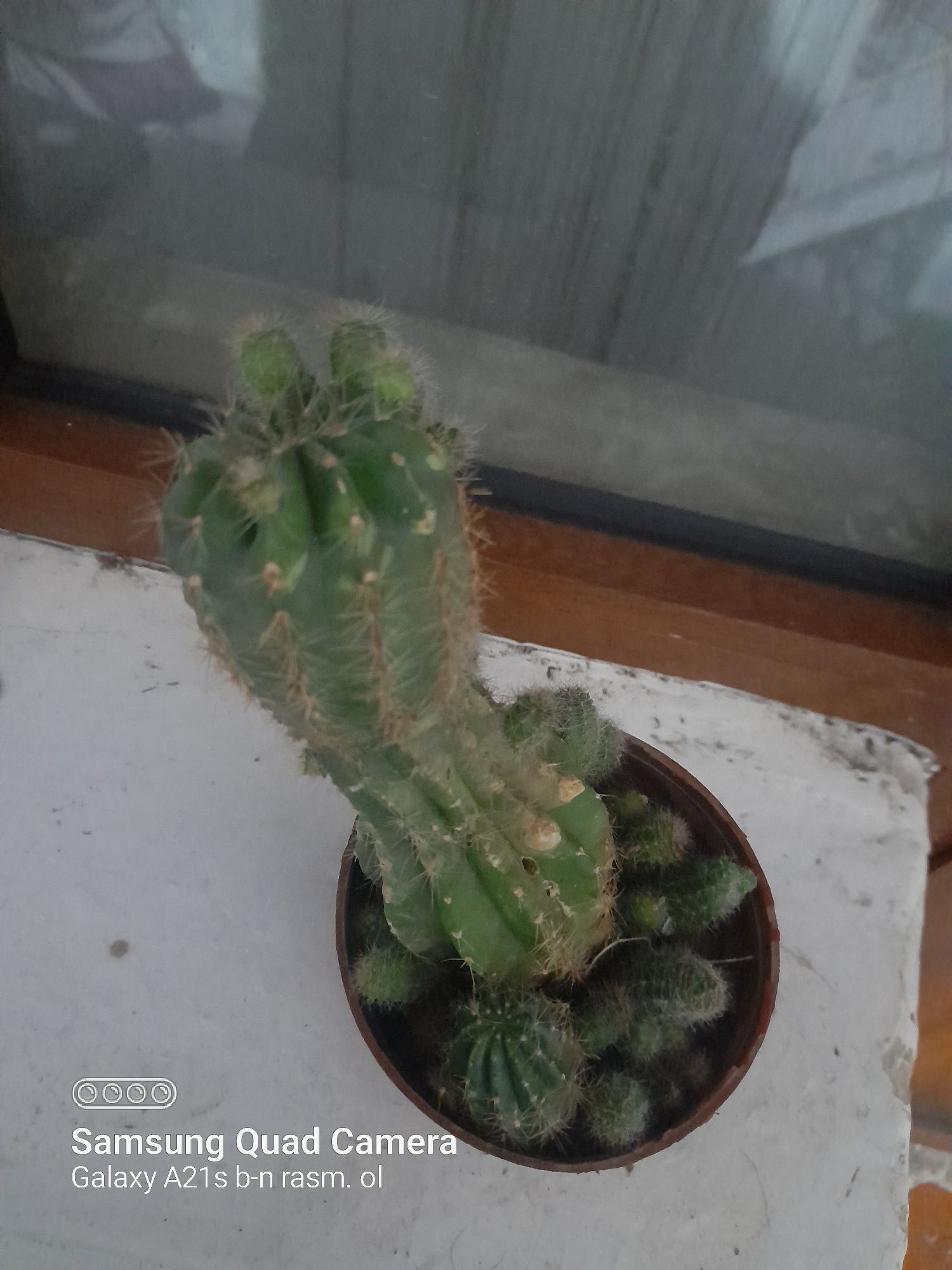 Dekarativ ustunsimon kaktus, ixcham va kõp bolali. Echinopsis kaktuz