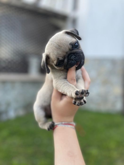 Vand Pug Mops Carlino