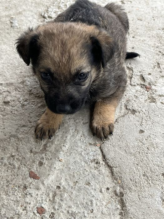 Donez cațeluși  dragalași .