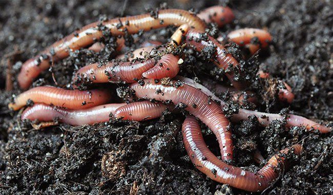 Калифорниялык шылаушын сатылады 1шт 15тг