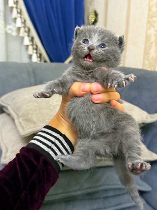 Котята (Шотландские вислоухие)