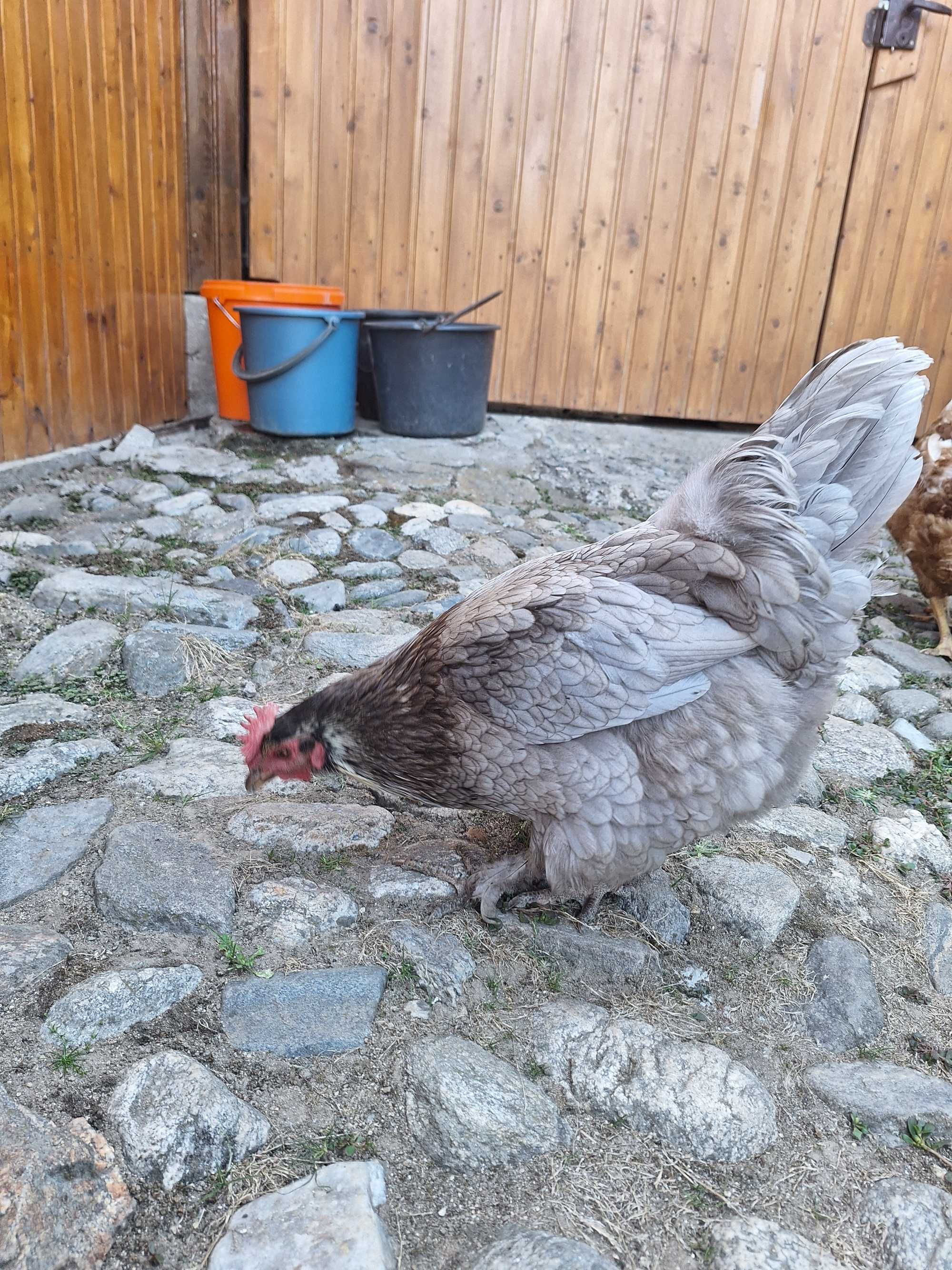 Cocoș și găină de vânzare