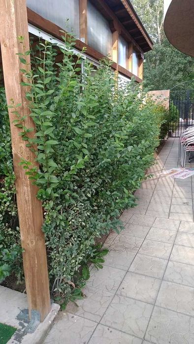 Дава се под наем Заведение в София, Дружба 2 - 125 кв.м за 459 € - Снимка #13