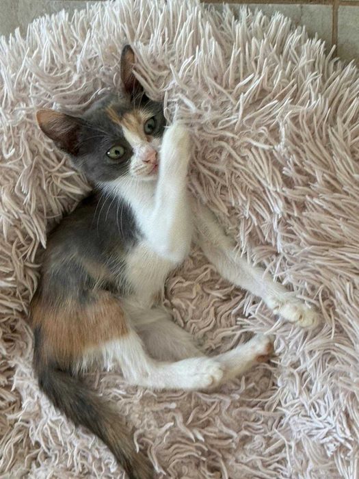 Adoptie pisicuta - ia ma acasa si te voi iubi neconditionat