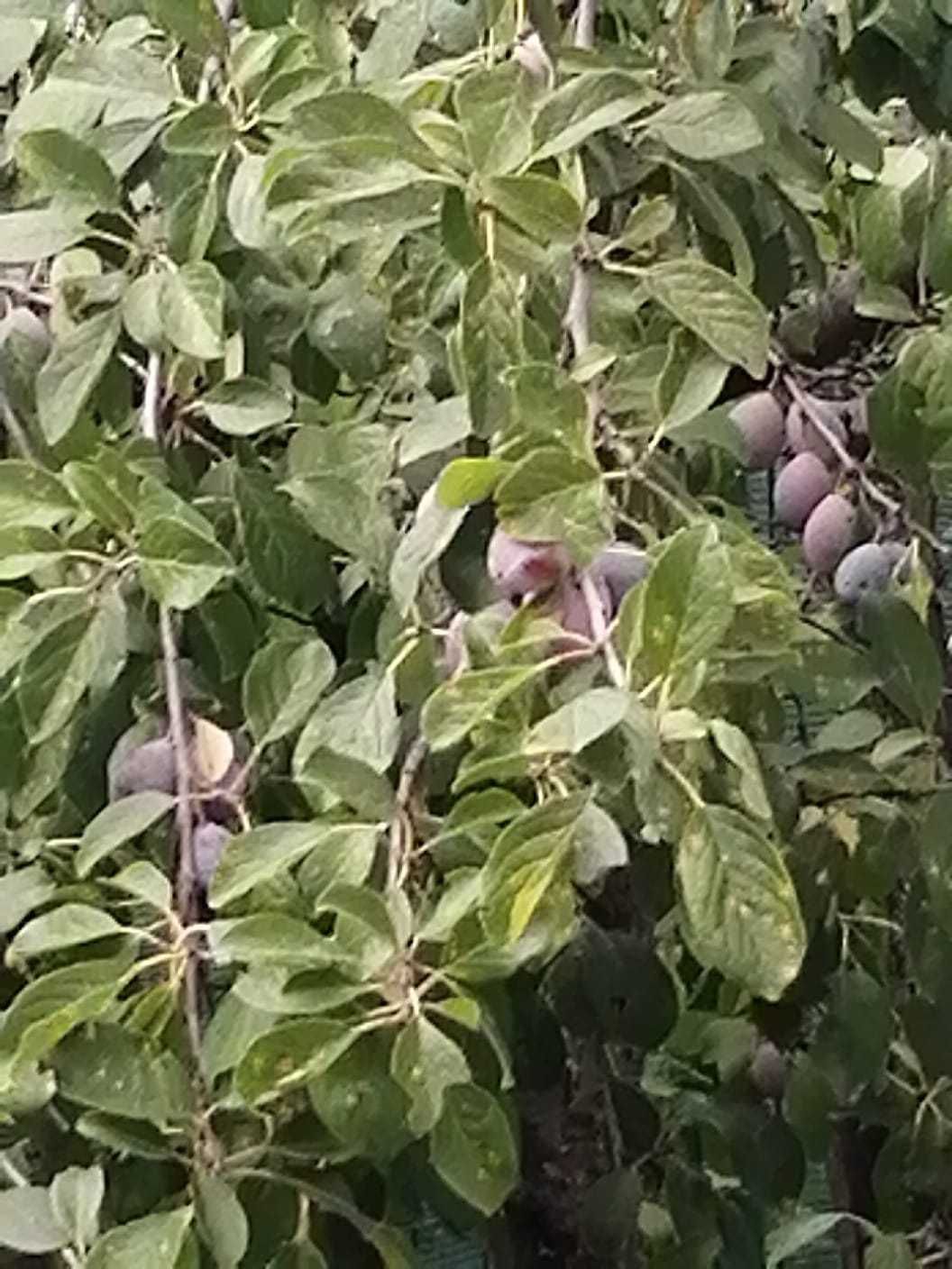 Vand prune vara pentru tuica 2 lei kg Arges