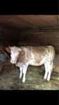 Vand viția de rasă balțata romănească 1 an si 8 luni 450kg inf la nr t