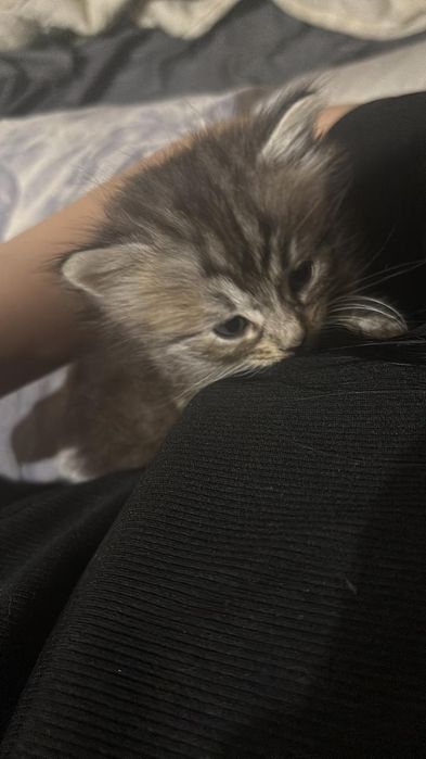 Отдам даром в добрые руки