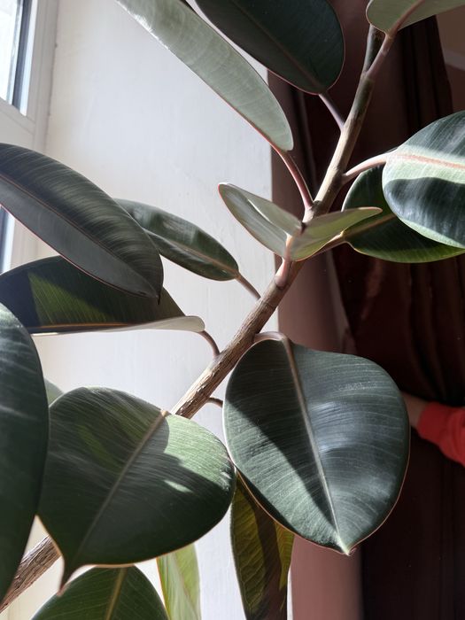 Фикус. 6 лет. Длина 120 см