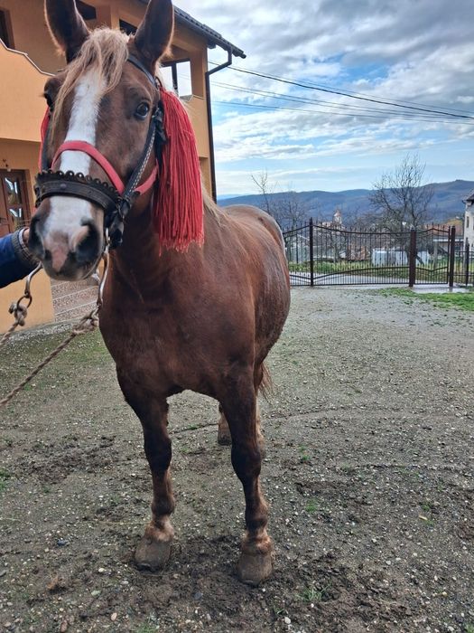 Se vinde cal de lucru