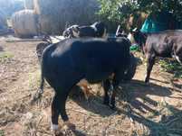Vitei  rasa de carne de crescut