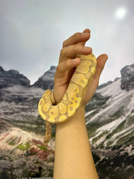 Змея королевский питон с террариумым