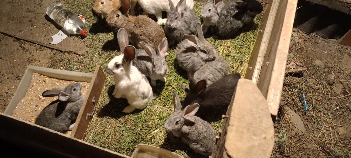 Крольчата продам