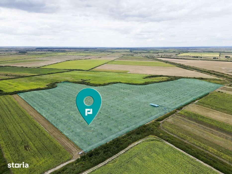 Livadă BIO de nuci de vânzare lângă Cermei