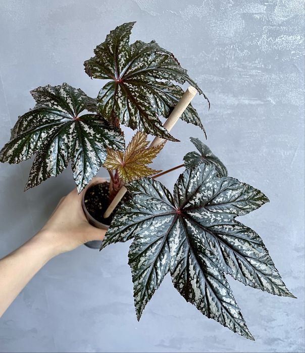 Бегония Грифон (Gryphon)