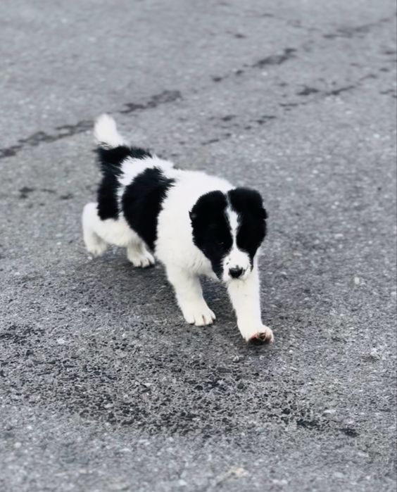 Алабай САО Тобет