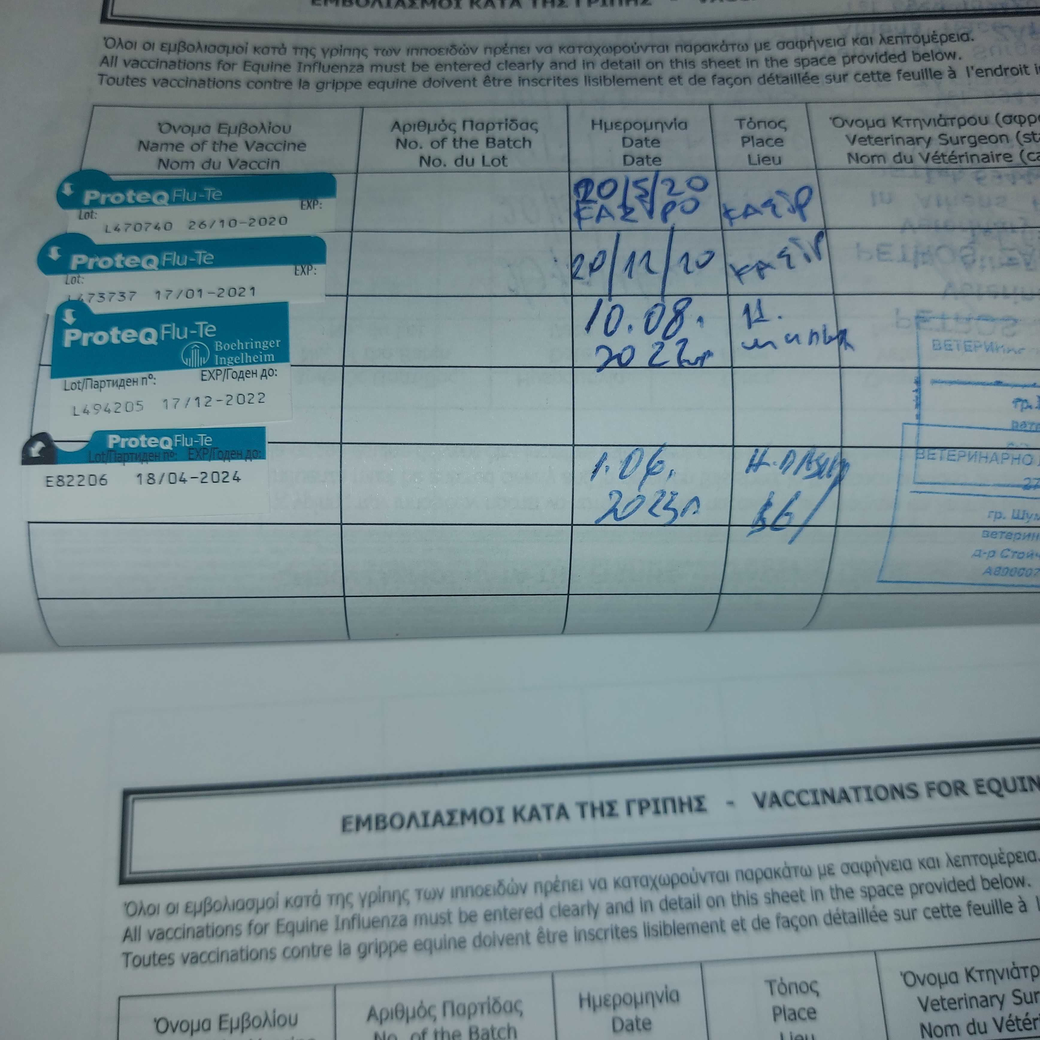 Кон кастрат-ЧАП 9 годишен