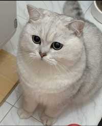 АРНОЛЬЛД Молодой Британский Серебряная Шиншила кот приглашает на вязку