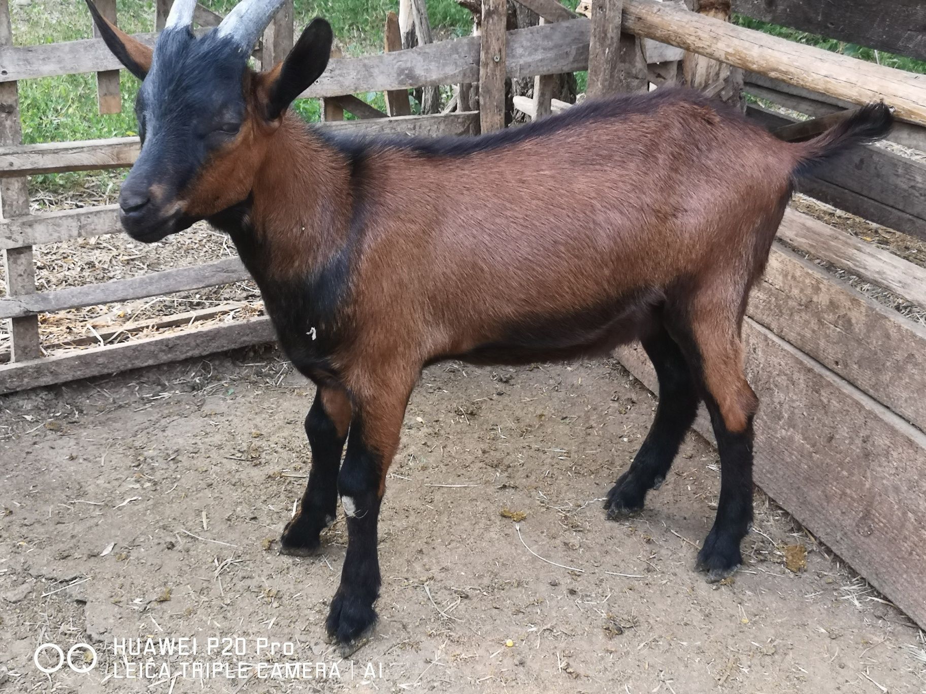 Tapisori Alpin Feancez